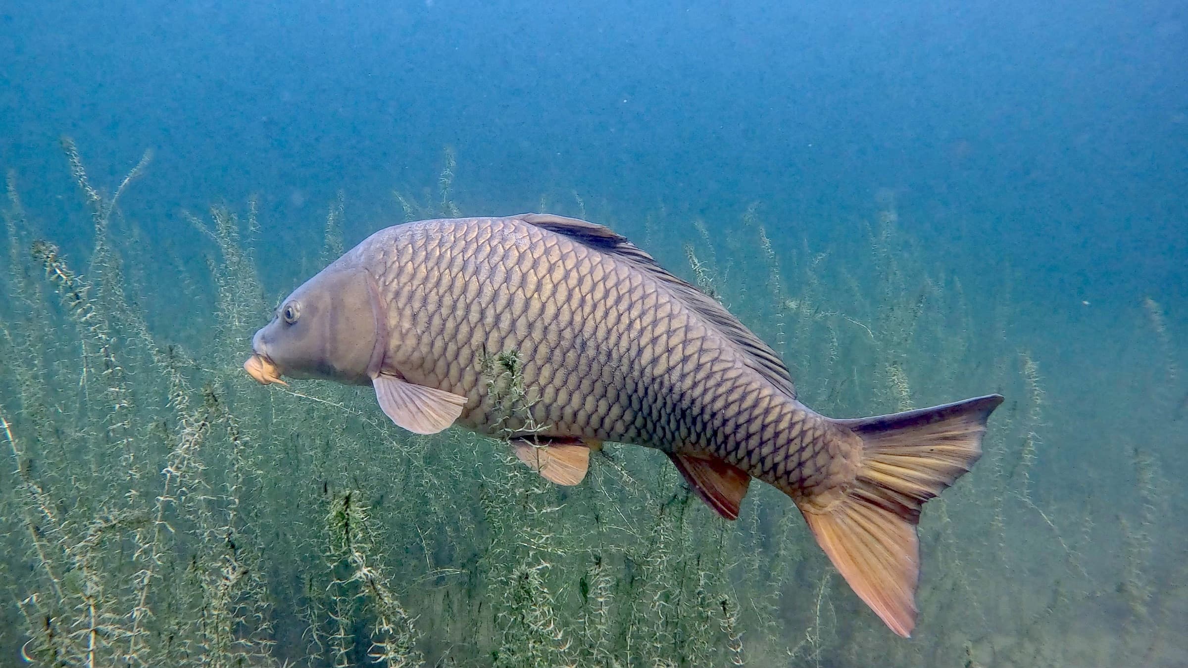 Karpfen zwischen Wasserpflanzen im klaren Wasser eines Sees